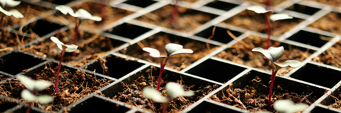 Various sprouts